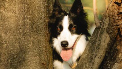 allintitle:how long can a dog bark legally