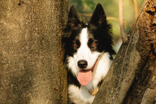 allintitle:how long can a dog bark legally